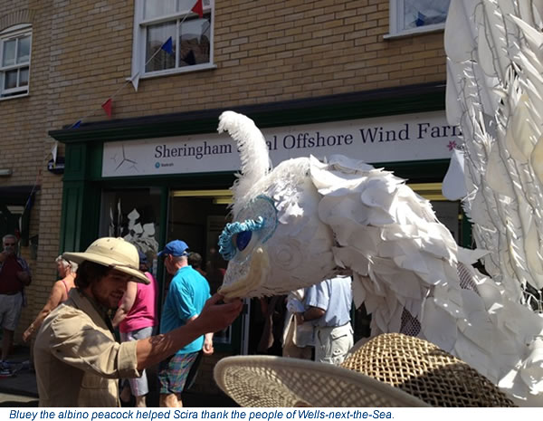 Bluey the albino peacock helped Scira thank the people of Wells-next-the-Sea.