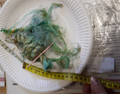 Sorting the samples (image courtesy of Norfolk Rivers Trust)