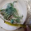 Sorting the samples (image courtesy of Norfolk Rivers Trust)